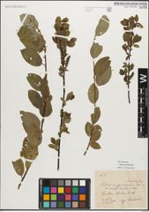 Foto von Salix myrsinifolia Salisb.